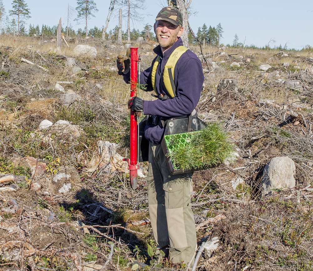 Plantering