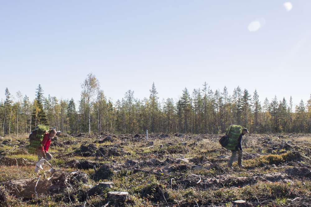 Plantering