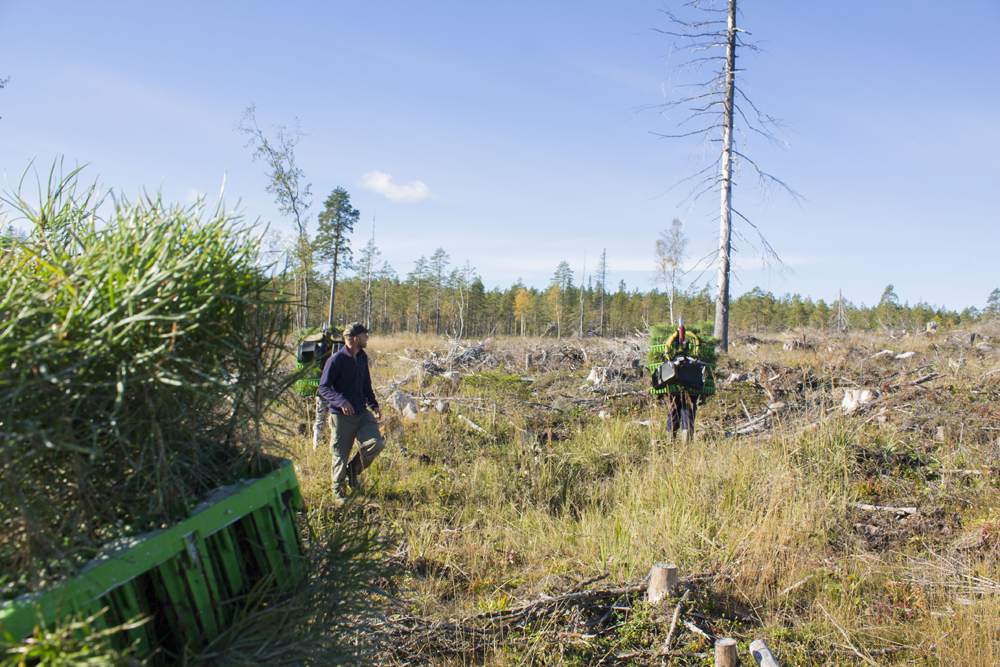 Plantering